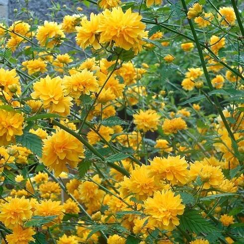 Zákula japonská (Kerria japonica ́Pleniflora ́ )