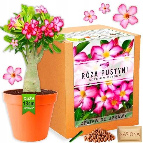 Sada pro pěstování rostlin Růže pouště Bonsai baobab semena adenium obesum