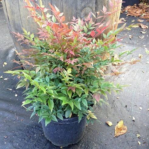 Nandina ´Obsessed´ - Stromo.cz