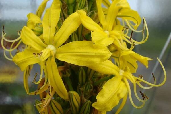Asfodelka - Asphodeline lutea