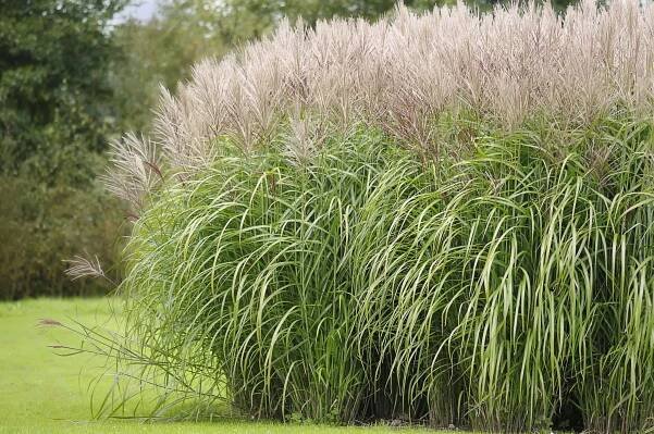 maiden grass
