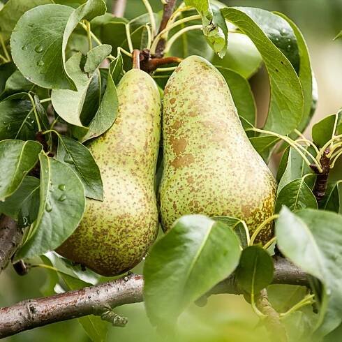 Semena hrušně – Hrušeň obecná – Pyrus communis
