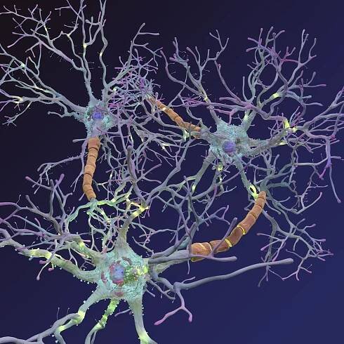 neurons synapses myelin c4d https://p.turbosquid.com/ts-thumb/hM/Rmhu9D/LRFhfO6X/neurons_0007/jpg/1475473587/1920x1080/fit_q87/1f73403e51cecbb91a997bb7e6cee63497b80c81/neurons_0007.jpg