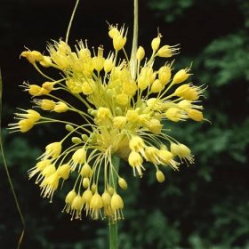 Allium flavum , Okrasný česnek žlutý, bal. 3 ks, I.