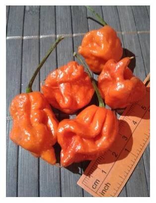 Carolina Reaper 17-CC2-10-3 (sušené chilli)