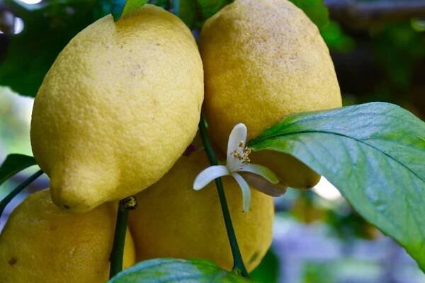 Amalfi Coast Lemon Tour