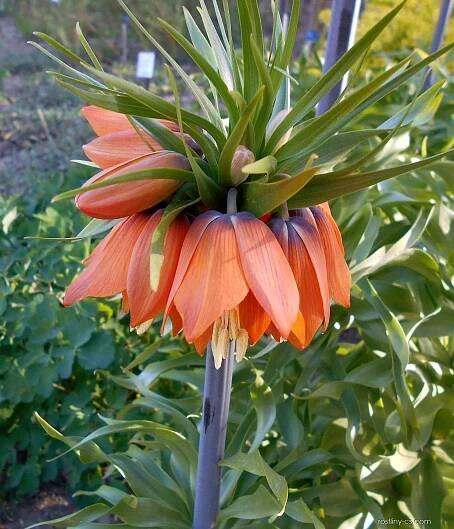 Řebčík královský Garland Star (Fritillaria imperialis)