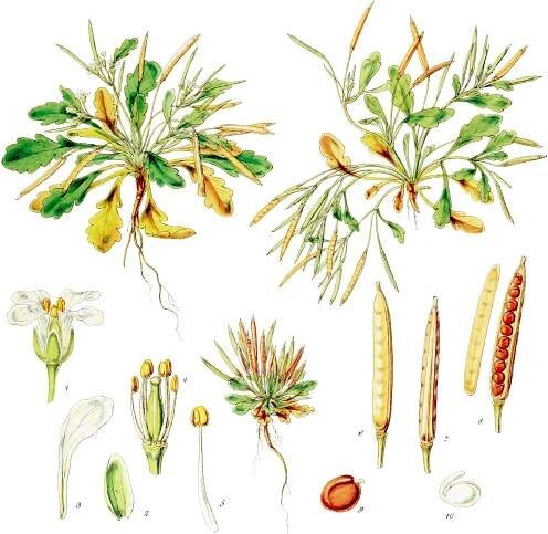 Cardamine depressa