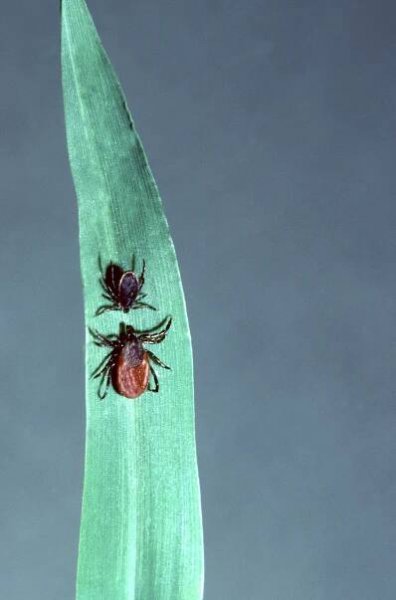 Lyme Disease Has Surged 320% in America