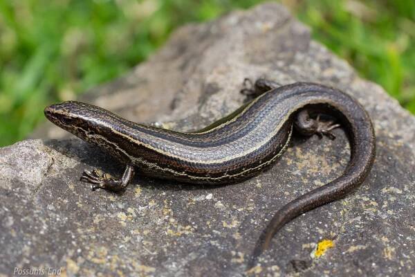 Cryptic skink