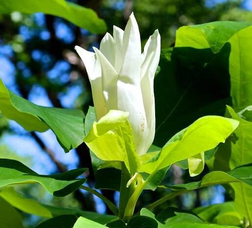 Class Announcement | Piedmont Gardener