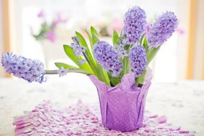 Jak pečovat o odkvetlé hyacinty a jiné cibuloviny