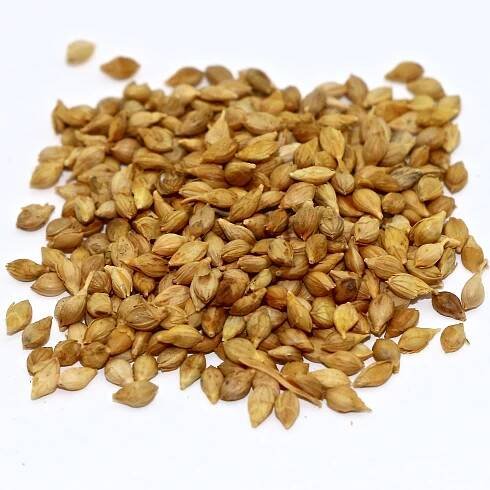 Browntop Millet - 50 lb bag