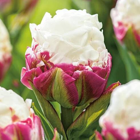 Tulipán Ledový Ice Cream 1 ks Tulipány Cibulky Tulipánů Cibule