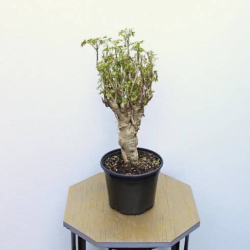 LIVE 6 inch pot Polyscias Fruticosa Elegans Bonsai, Ming Aralia, RARE houseplant, Indoor potted bonsai plant, Plant mom dad gift