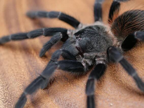 Tarantula & Invertebrate Care Guides — The Tarantula Collective
