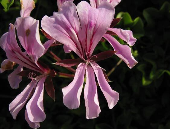 File:Pelargonium peltatum 9245s.jpg