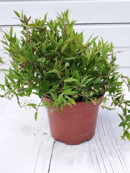 Deutzia gracilis 'Nikko'  - Image 2