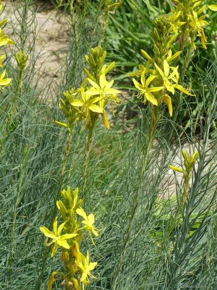 Asfodelína žlutá (Asphodeline lutea)