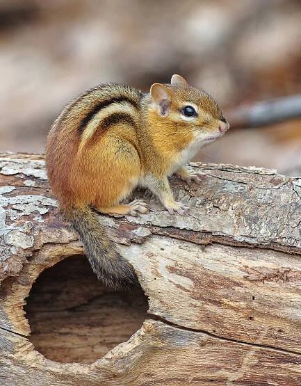 From Bokeh to Focus Stacking - Wildness Photos by Gary O'Boyle