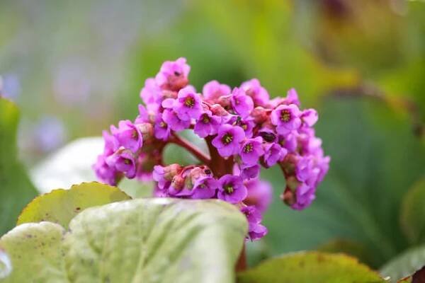 zdravotnická rostlina bergenia cordifolia - bergenie - stock snímky, obrázky a fotky