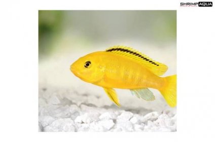 tlamovec cernoploutvy labidochromis yellow default