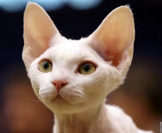 Devon rex není mimozemšťan, ale velmi inteligentní a hřejivý kočičí mazlík