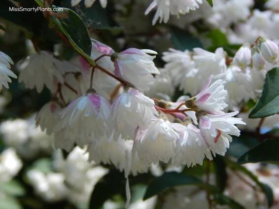 Deutzia scabra 'Codsall Pink'