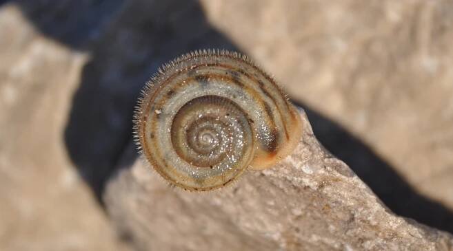 Chilostoma - skalnice