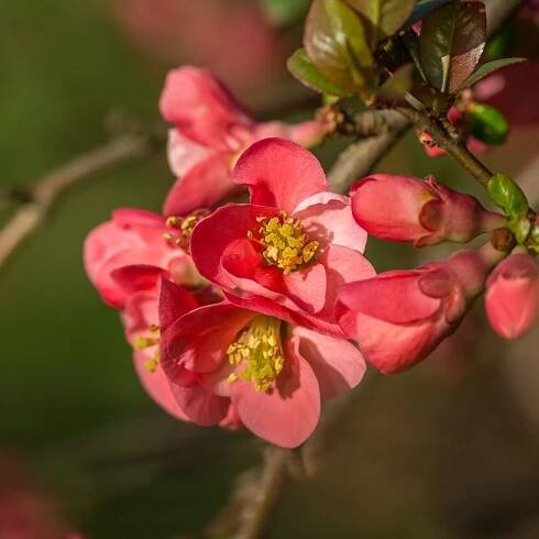 kdoulovec ́Rubriflora ́ - Dendrologická zahrada Průhonice