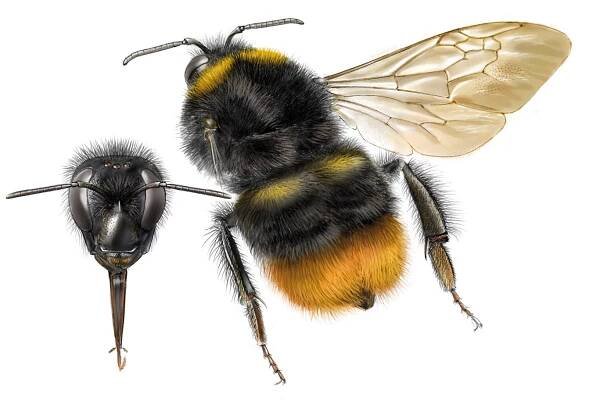 Čmeláci PLUS - Čmelák luční - Bombus pratorum - matka - queen - Autor Jeroen de Rond