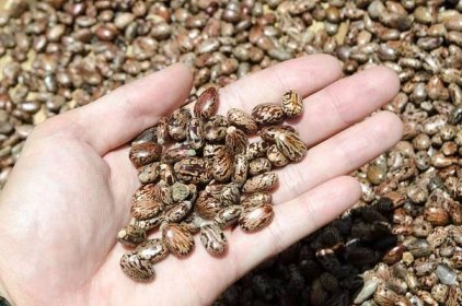 Semena skočce obsahují spoustu prudce jedovatého ricinu, ale také žádaného oleje (Zdroj: shutterstock)