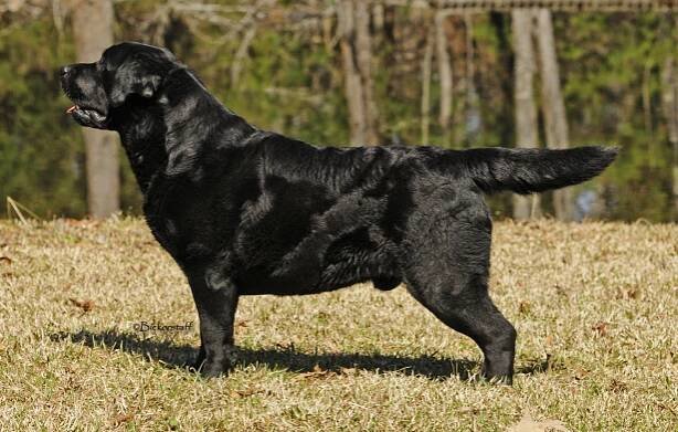 BISS GCH CH Blackwing Izzy 