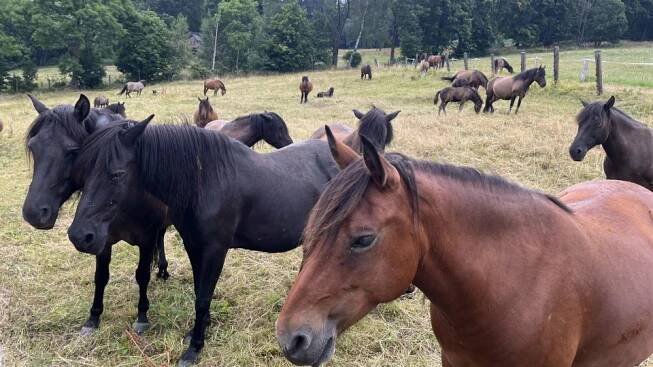 Rozhlasový přímý přenos z farmy Hucul Janova Hora | foto: Pavla Kindernayová,  Český rozhlas