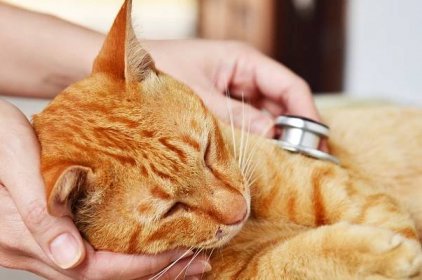 Mazlíčci - Kočky: Tasemnice, škrkavky, svrab. Nejčastější paraziti u koček  a jak se proti nim bránit