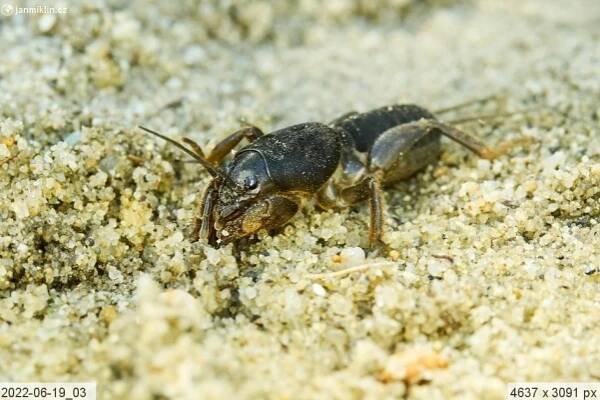 Krtonožka obecná (Gryllotalpa gryllotalpa)
