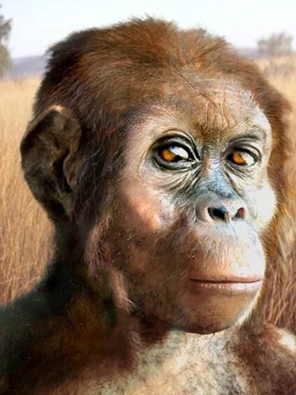 Přečtěte si o původu a evoluci primátů