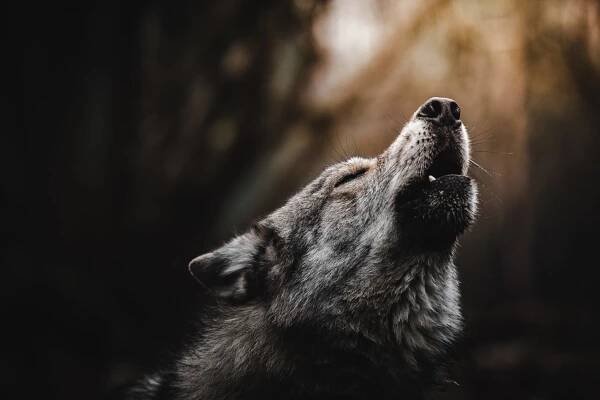Wolves in Northern Minnesota Helping Moose, Eating Beavers