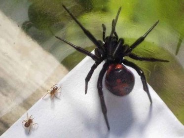 Černá vdova je jedním z nejjedovatějších pavouků světa.
