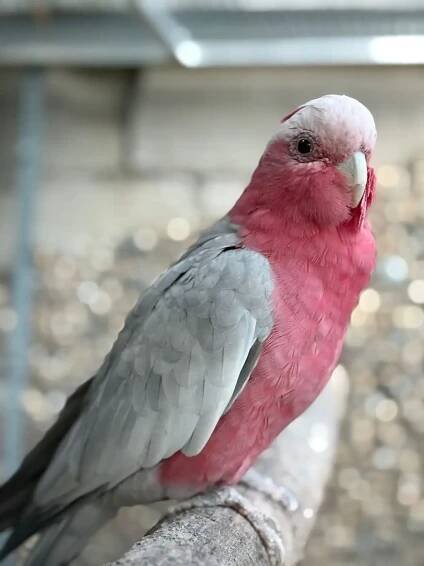 Prodám chovného samce | iFauna.cz