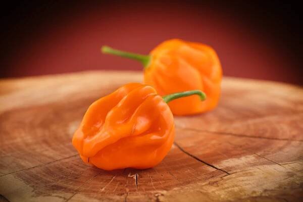Scotch Bonnet Marabella Market Yellow
