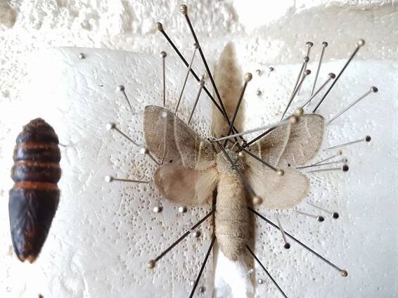 Bombycopsis nigrovittata | Welcome, visitor!