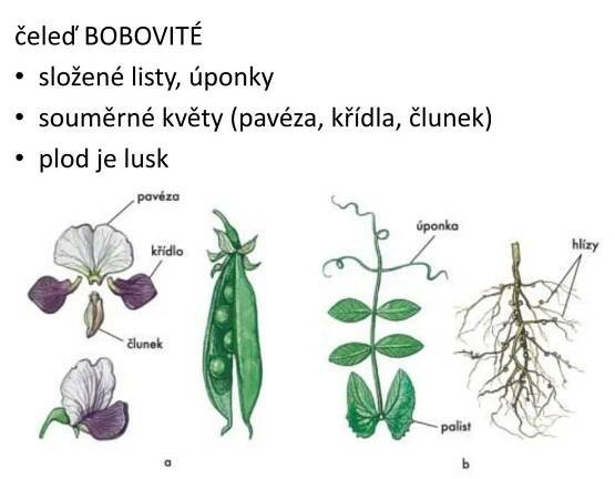 PPT - čeleď BOBOVITÉ složené listy, úponky souměrné květy (pavéza ...