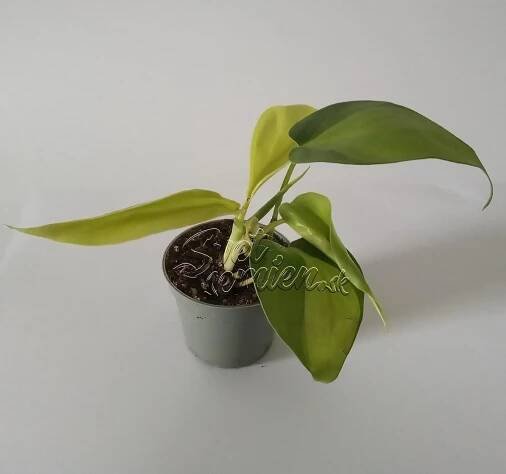 Philodendron scandens "Brasil" malý