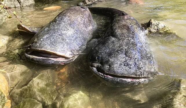 Jak chytit giga sumce? Zkuste špičkové vábničky od rybáře Jakuba Vágnera | InRybar.cz