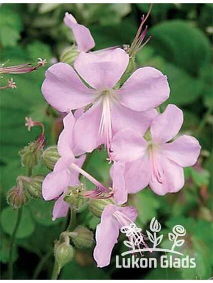 Geranium dalmaticum - kakost
