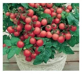 RAJČE keříčkové balkónové Vilma (Solanum lycopersicum L) 20 semen
