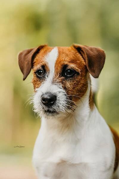 Des’ree od Hadího potoka – Jack Russell teriér od Hadího potoka