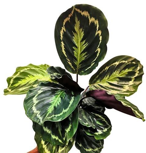 Calathea Roseopicta Medallion