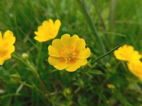 Mochna zlatá (Potentilla aurea)